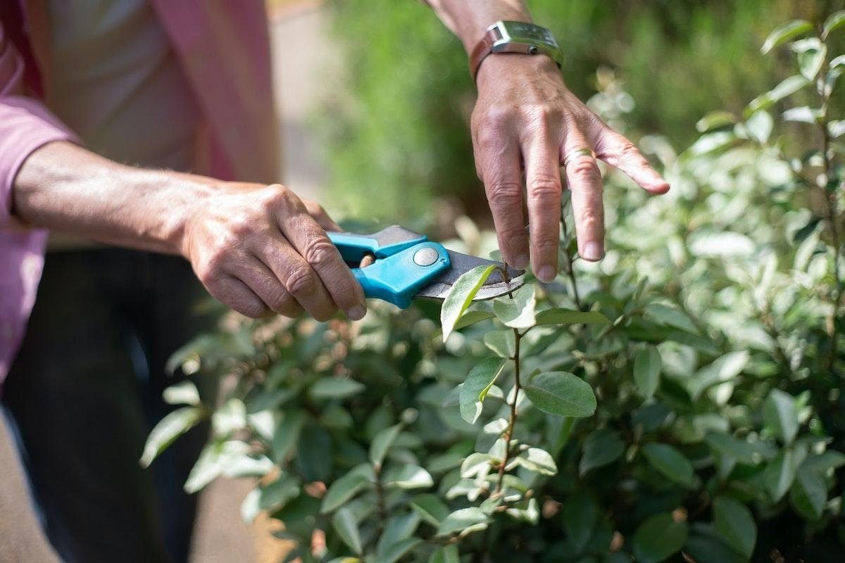 topping tomato plants