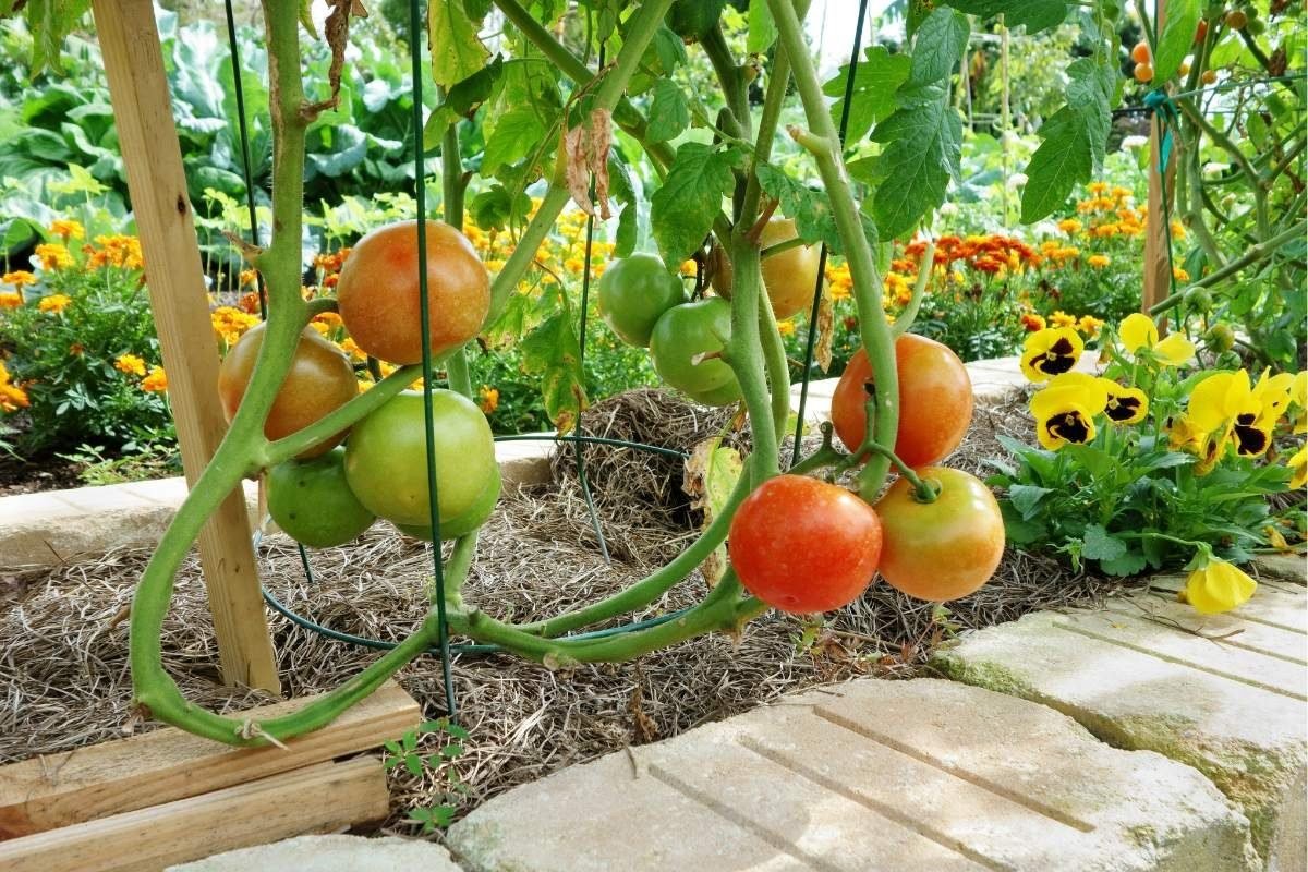 tomato plants