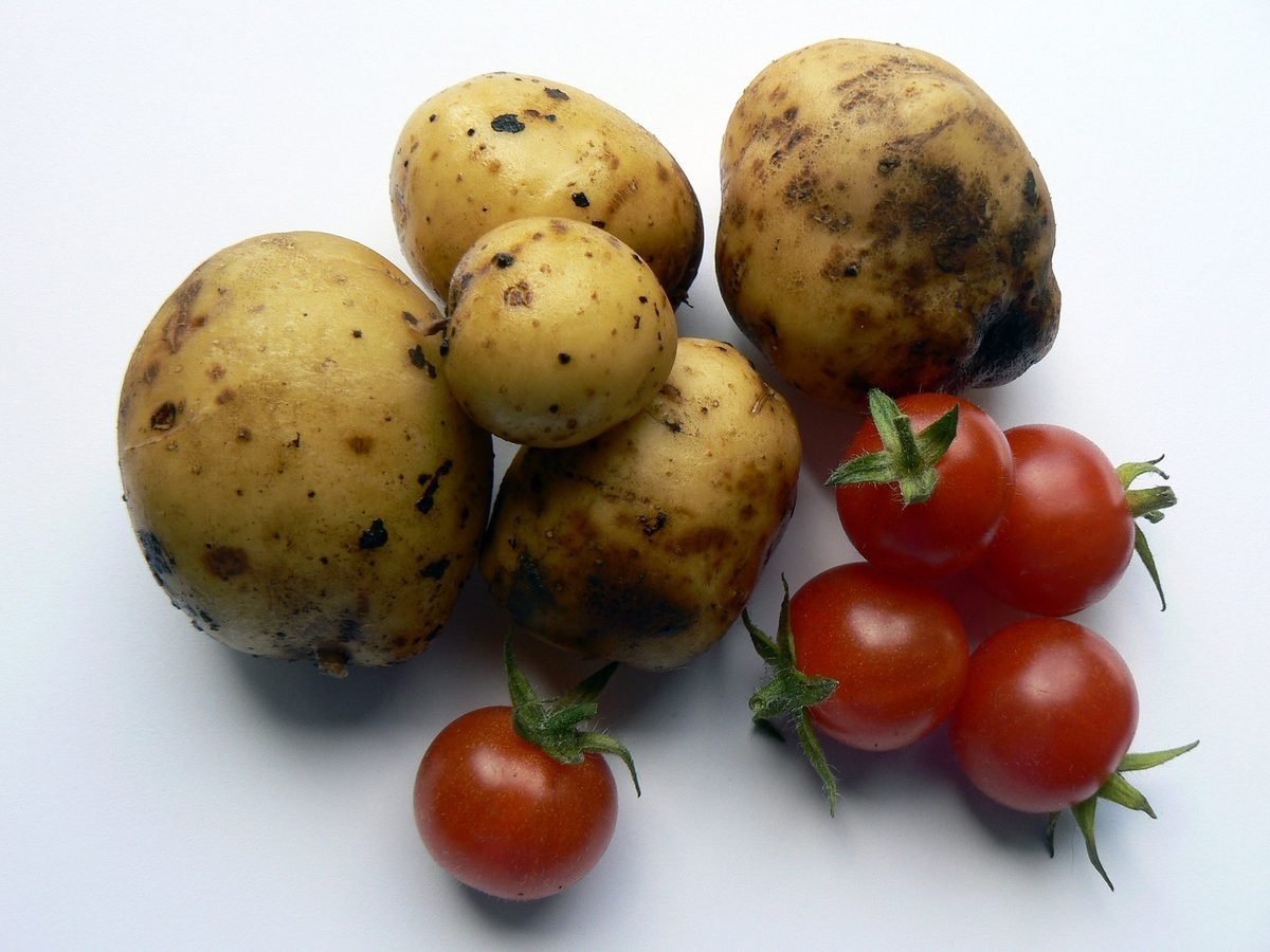 Can you plant tomatoes and potatoes together? Let’s find out.