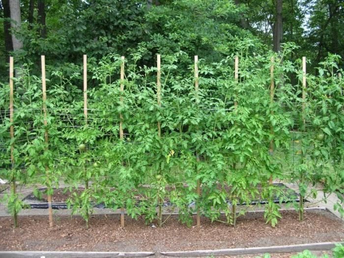 Can you plant tomatoes and potatoes together? Let’s find out.
