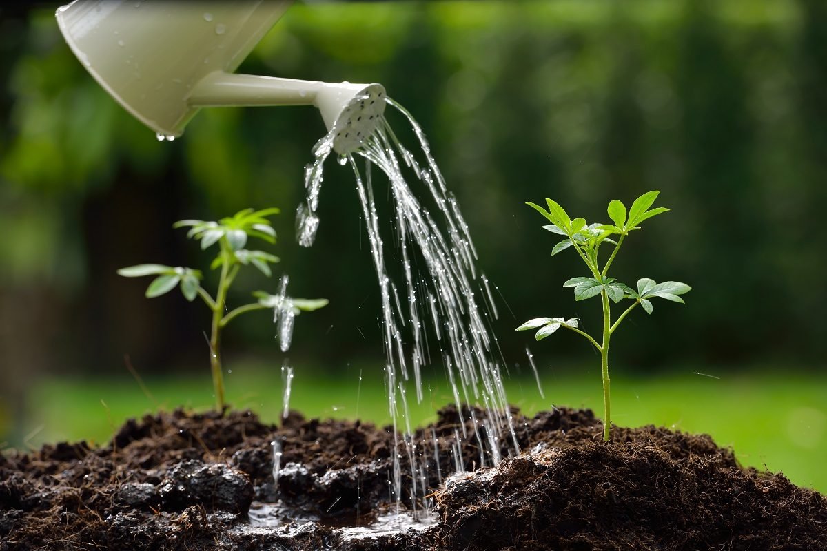 Can you plant tomatoes and potatoes together? Let’s find out.