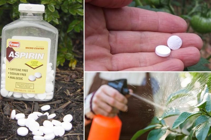Does aspirin help tomato plants grow? Fiction and reality about aspirin to tomatoes