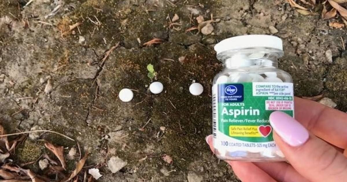 Does aspirin help tomato plants grow? Fiction and reality about aspirin to tomatoes