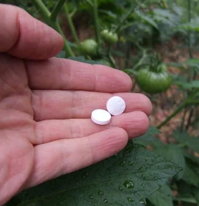 Does aspirin help tomato plants grow? Fiction and reality about aspirin to tomatoes