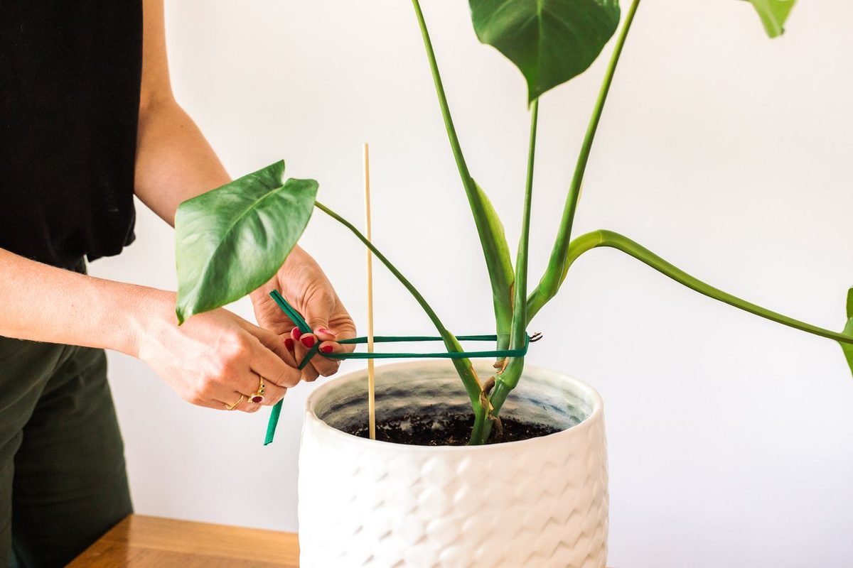 How To Properly Tomato Support and Tie Tomato Plants (& 5 Common Mistakes)