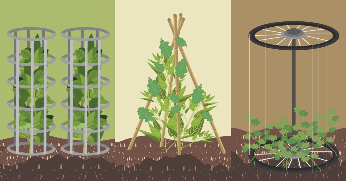 How To Properly Tomato Support and Tie Tomato Plants (& 5 Common Mistakes)