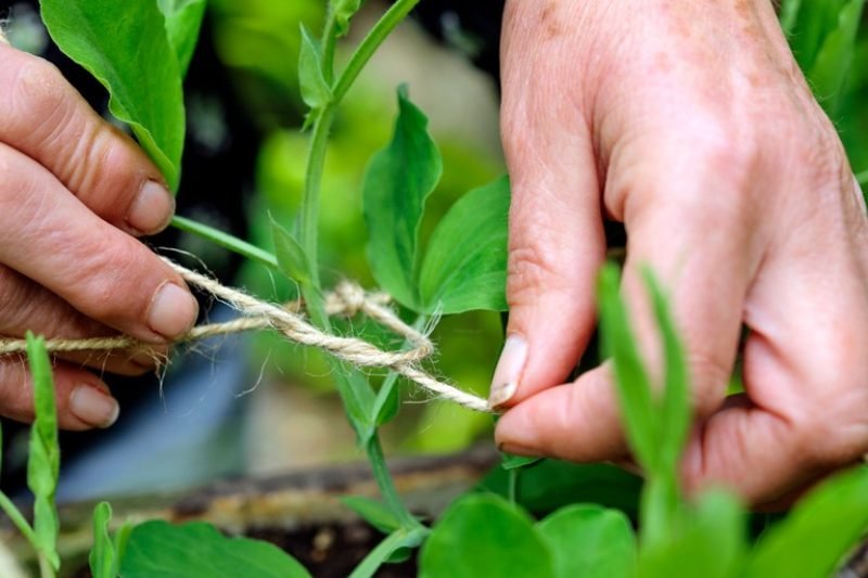 How To Properly Tomato Support and Tie Tomato Plants (& 5 Common Mistakes)