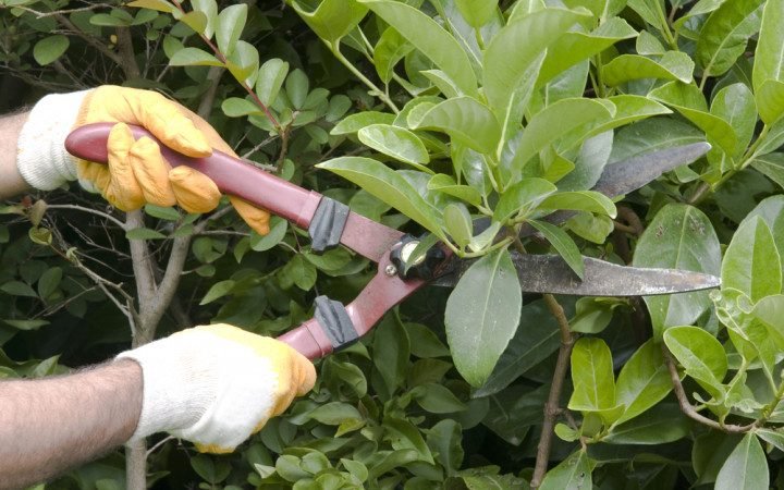 How To Properly Tomato Support and Tie Tomato Plants (& 5 Common Mistakes)