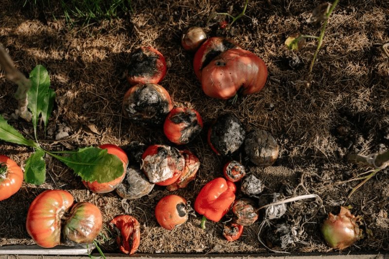 Reasons Why Your Tomatoes are Splitting and How to Stop It In 6 ways?