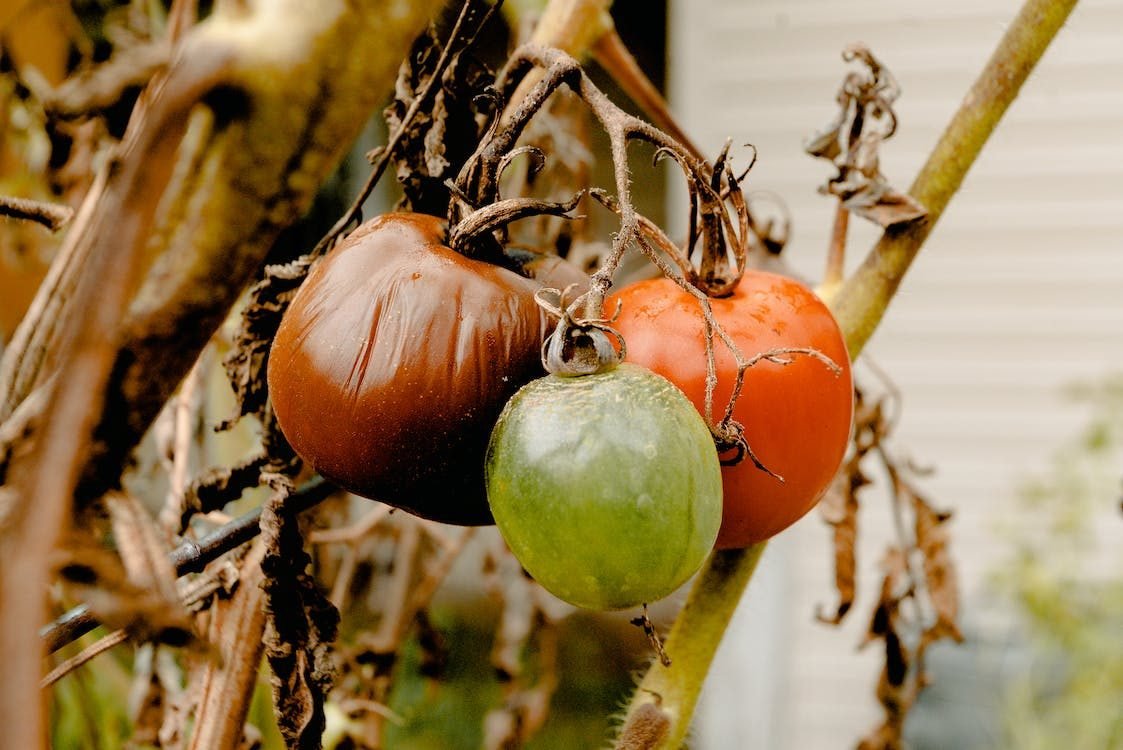 Reasons Why Your Tomatoes are Splitting and How to Stop It In 6 ways?