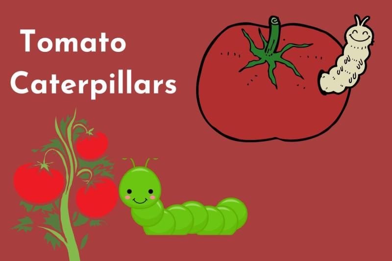 tomato caterpillars