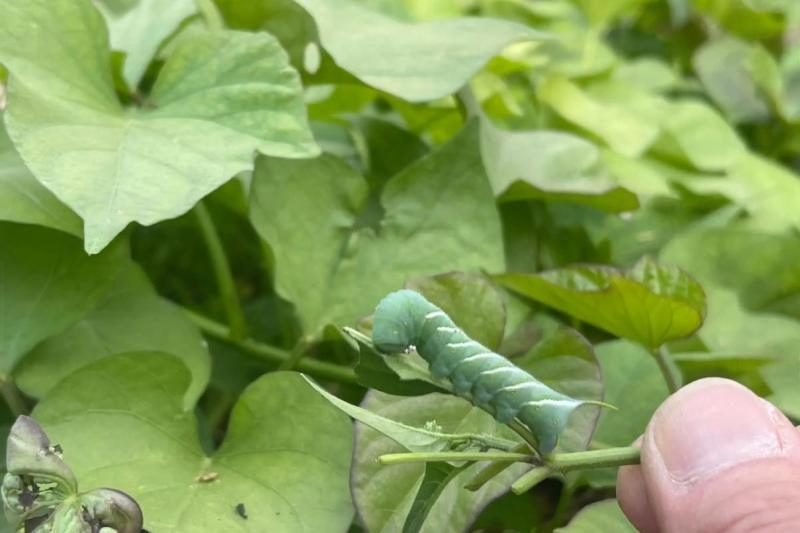 caterpillars 