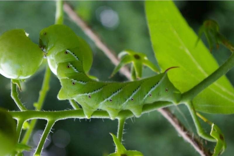 tomato caterpillars 
