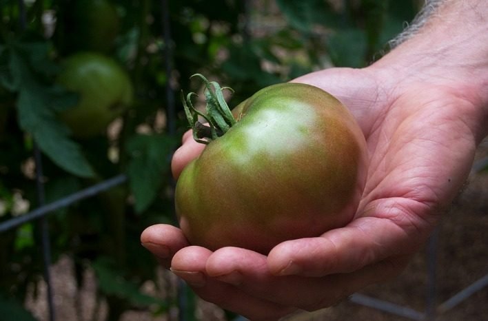 Best time to pick tomatoes