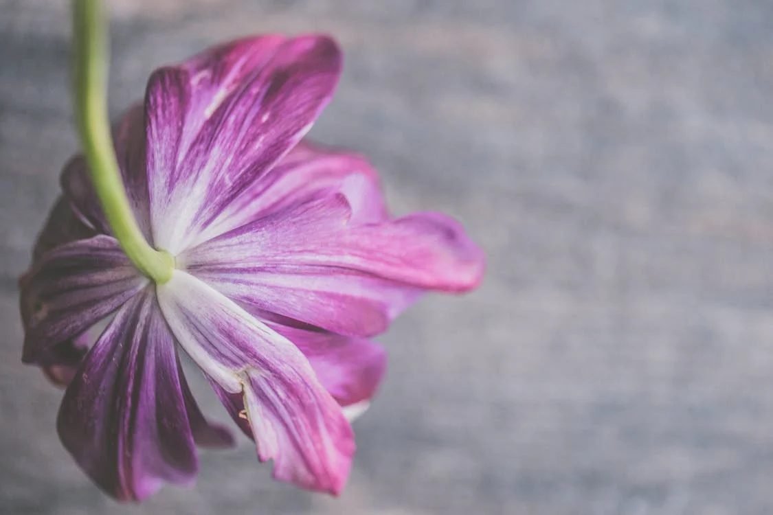 9 Reasons Your Tomato Leaves are Turning Purple and Their Fixations?