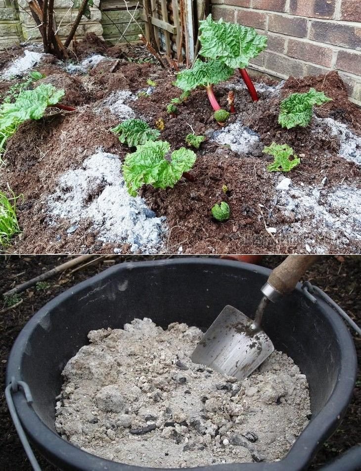 How make and Ready and use Wood Ash in plants?