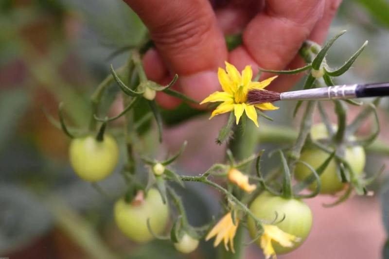 Pollinate Tomatoes