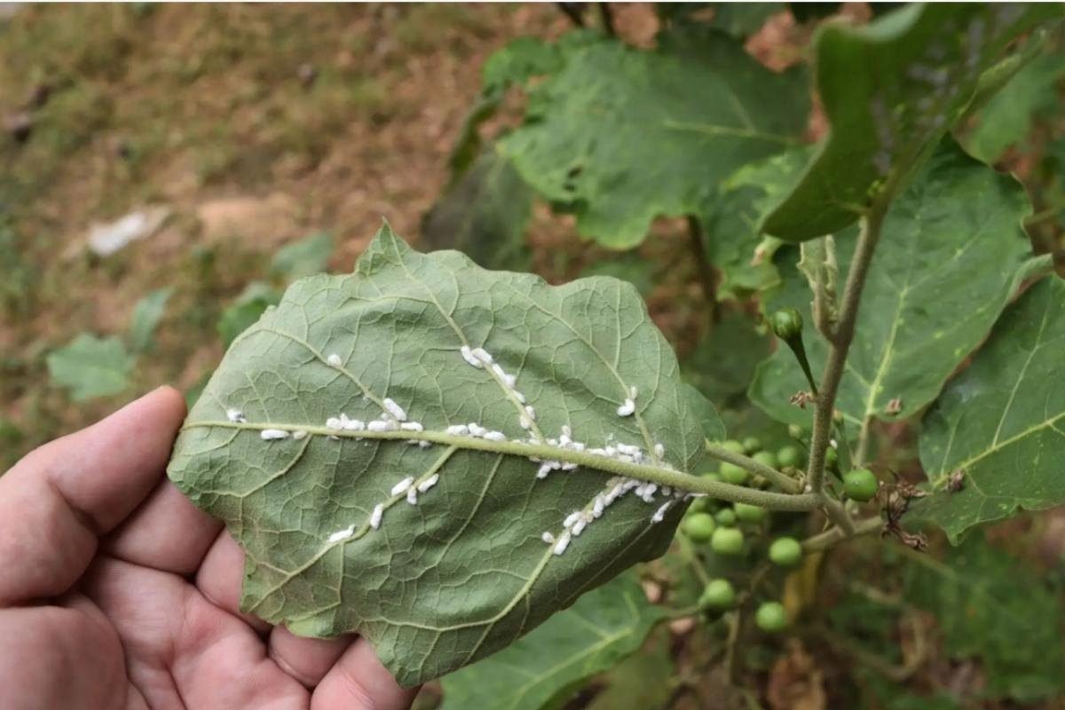 5 Proven Ways to Get Rid of Aphids on Tomato Plants