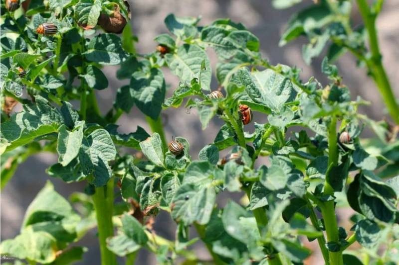 5 Proven Ways to Get Rid of Aphids on Tomato Plants