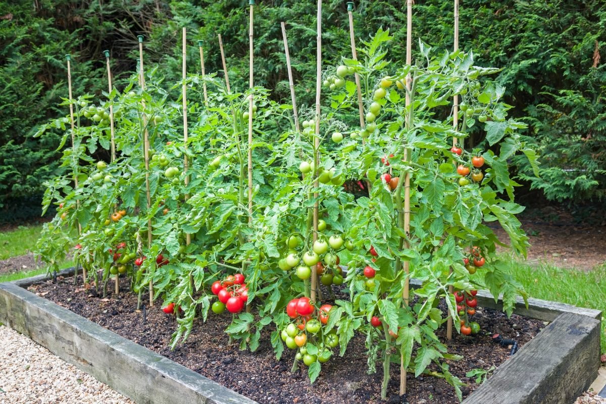 Speed up tomato plant growth 