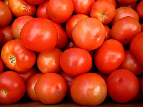 tomatoes