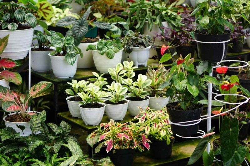 Use Containers or Pots