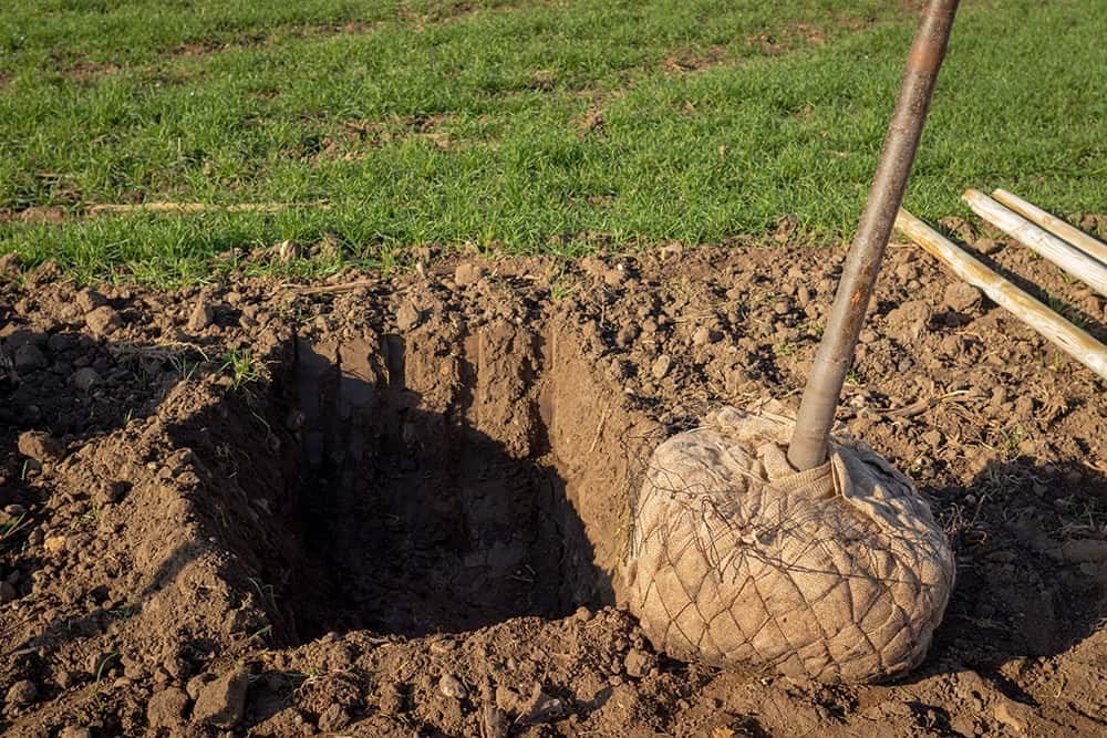 Plant Them Deep in Ground