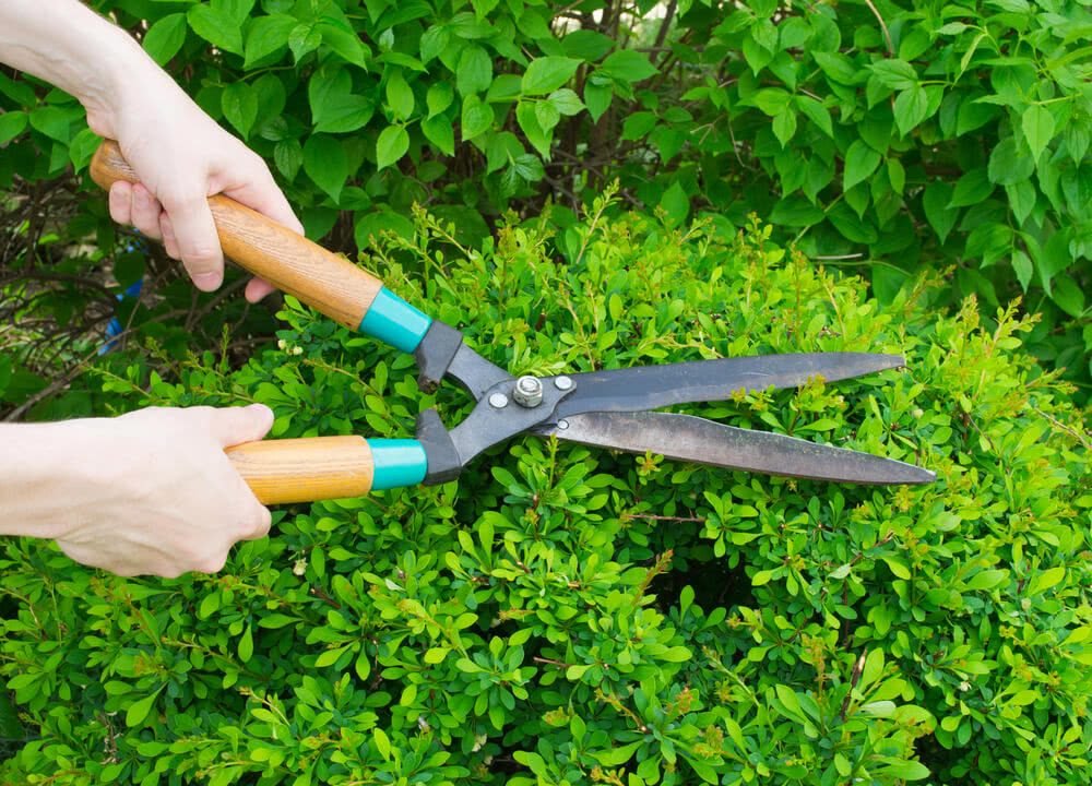 Pruning