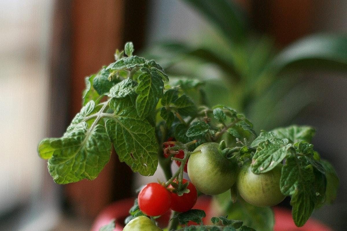 How Big Of A Pot For Tomatoes? Ideal Container Size For Tomato Plants