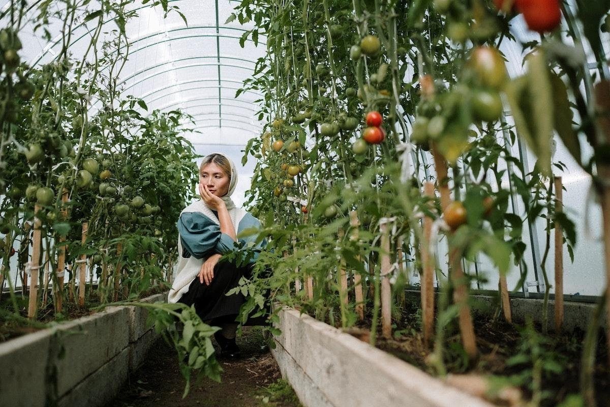 How Big Of A Pot For Tomatoes? Ideal Container Size For Tomato Plants
