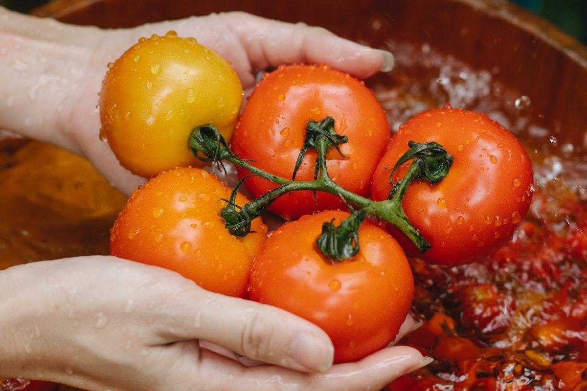 How Big Of A Pot For Tomatoes? Ideal Container Size For Tomato Plants