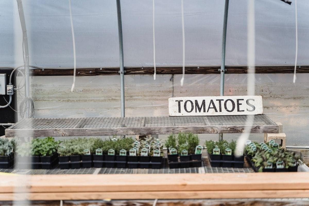 How Big Of A Pot For Tomatoes? Ideal Container Size For Tomato Plants