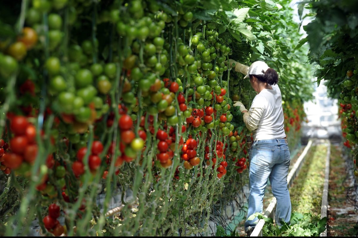 How heat affects tomato plants? 8 tips to protect them from excessive heat
