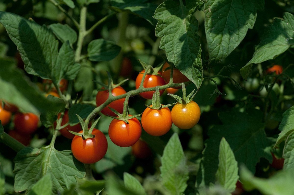 How heat affects tomato plants? 8 tips to protect them from excessive heat