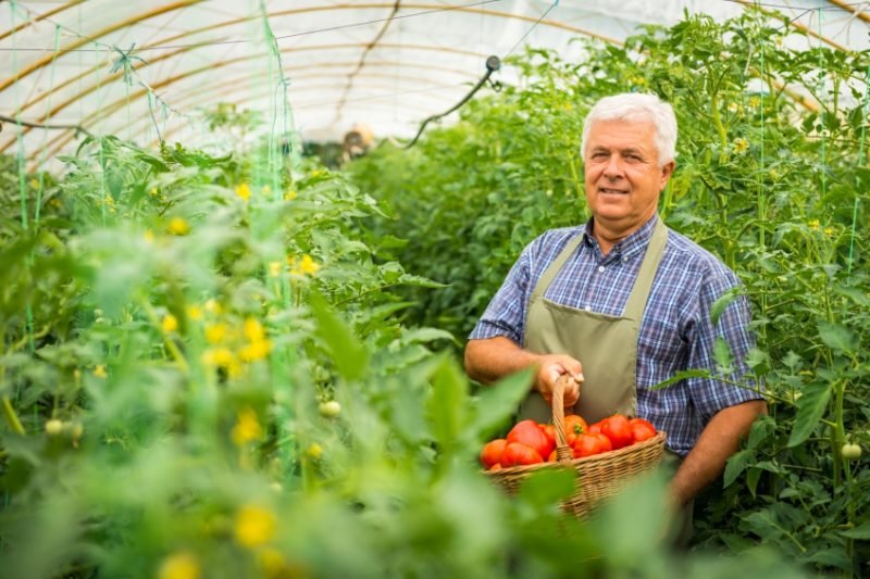 How heat affects tomato plants? 8 tips to protect them from excessive heat