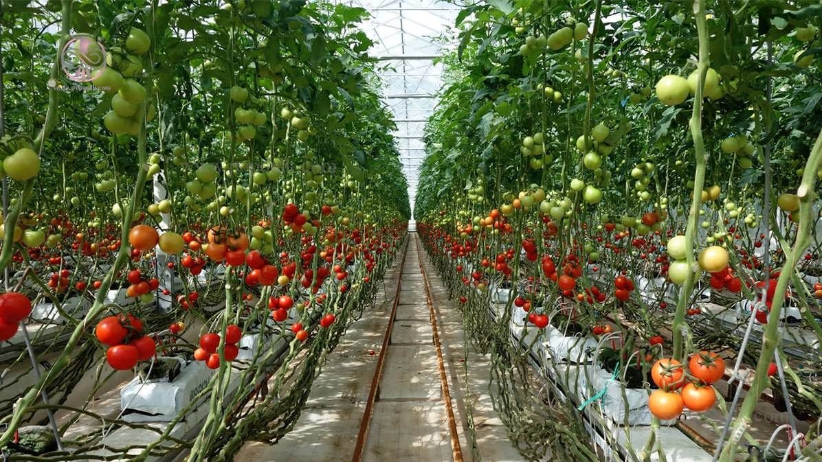 How heat affects tomato plants? 8 tips to protect them from excessive heat