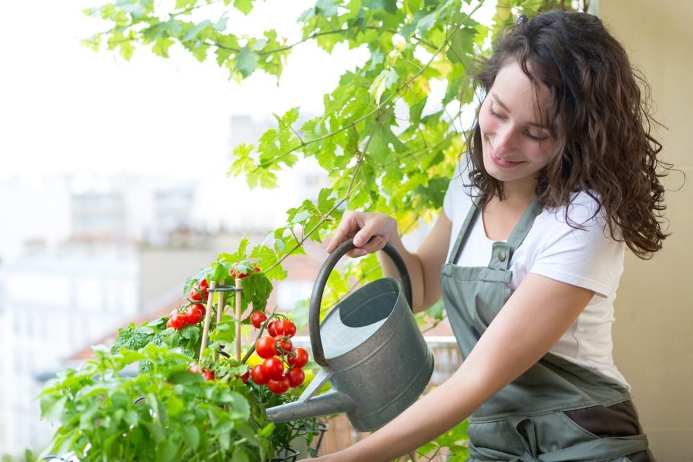 How heat affects tomato plants? 8 tips to protect them from excessive heat