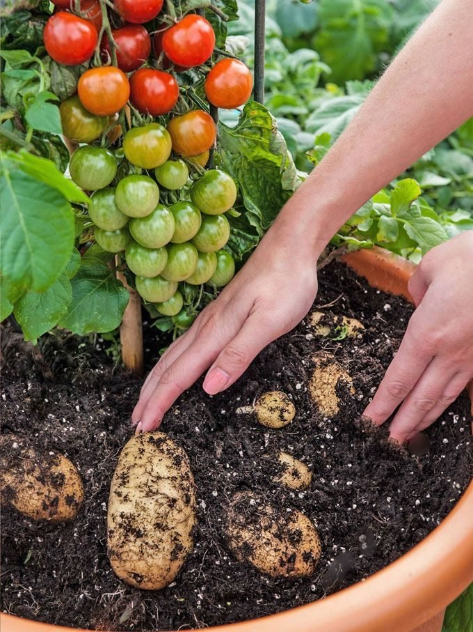 How heat affects tomato plants? 8 tips to protect them from excessive heat
