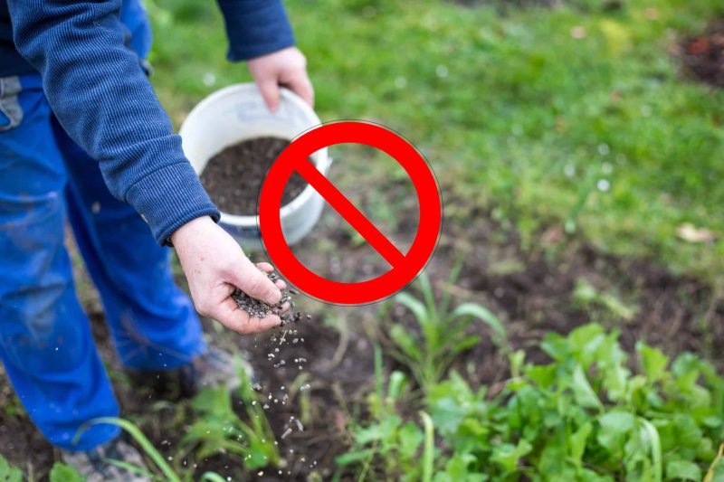 How heat affects tomato plants? 8 tips to protect them from excessive heat