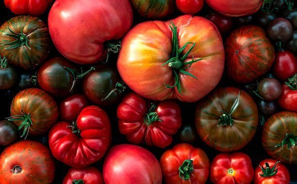 Hybrid or Heirloom Tomatoes? Which of These Two Types Is better?