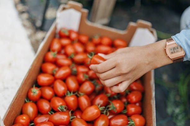 Hybrid or Heirloom Tomatoes? Which of These Two Types Is better?