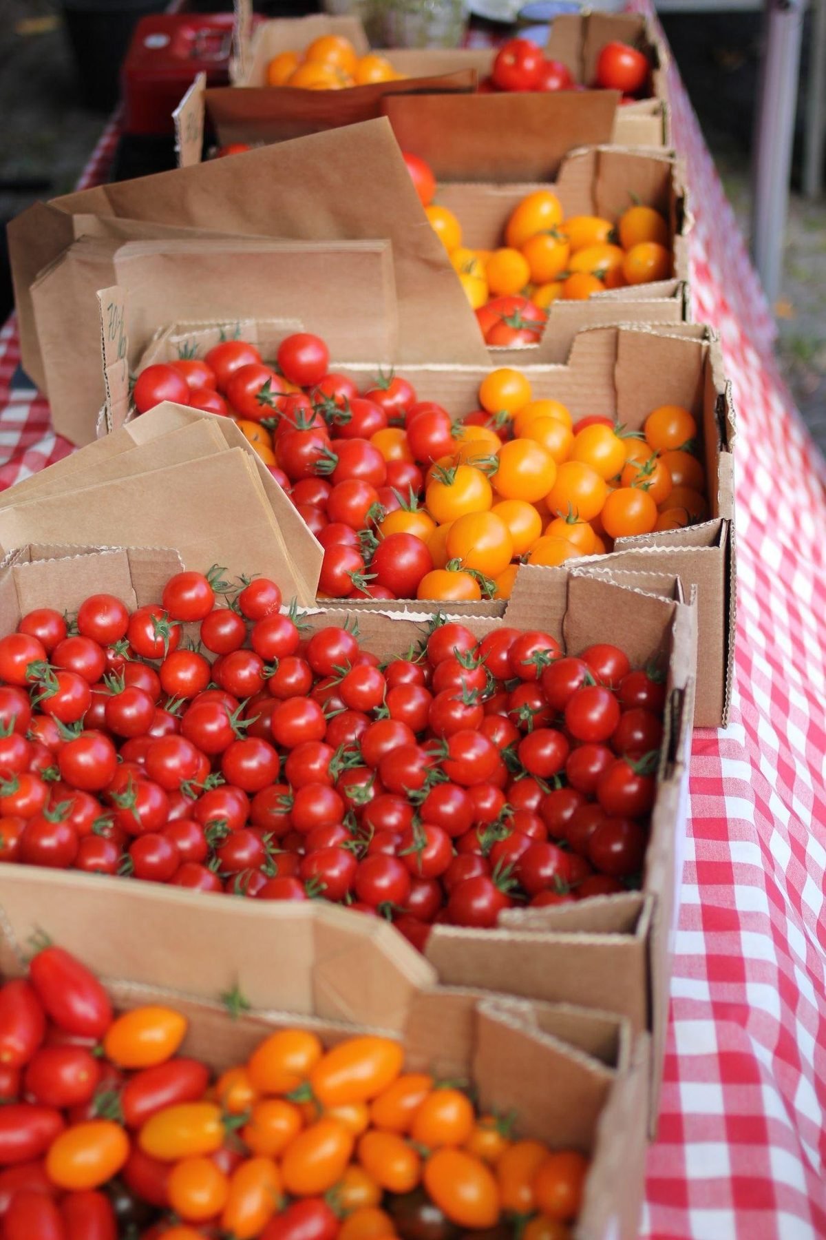 Hybrid or Heirloom Tomatoes? Which of These Two Types Is better?