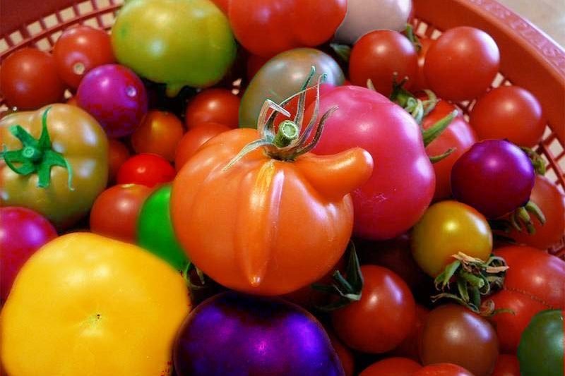 Hybrid or Heirloom Tomatoes? Which of These Two Types Is better?