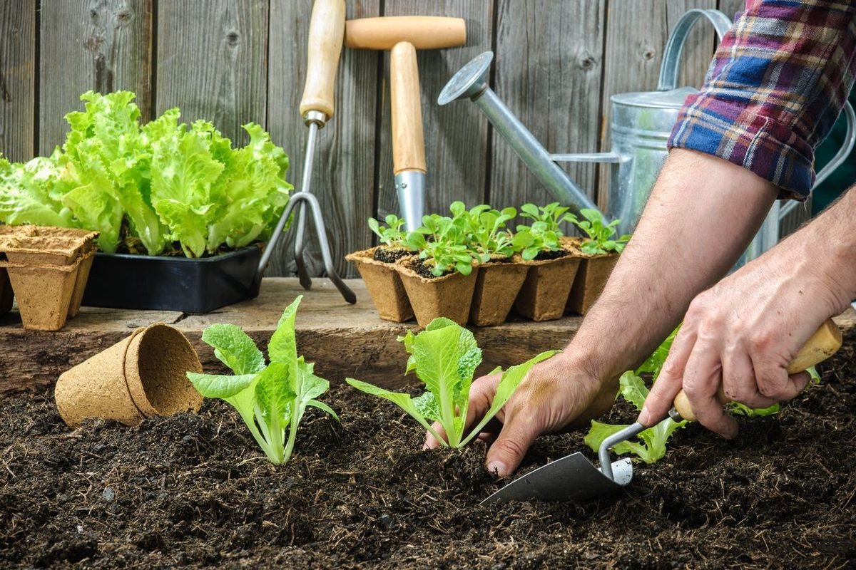 What Are Hornworms? How To Get Rid Of Tomato Hornworms?