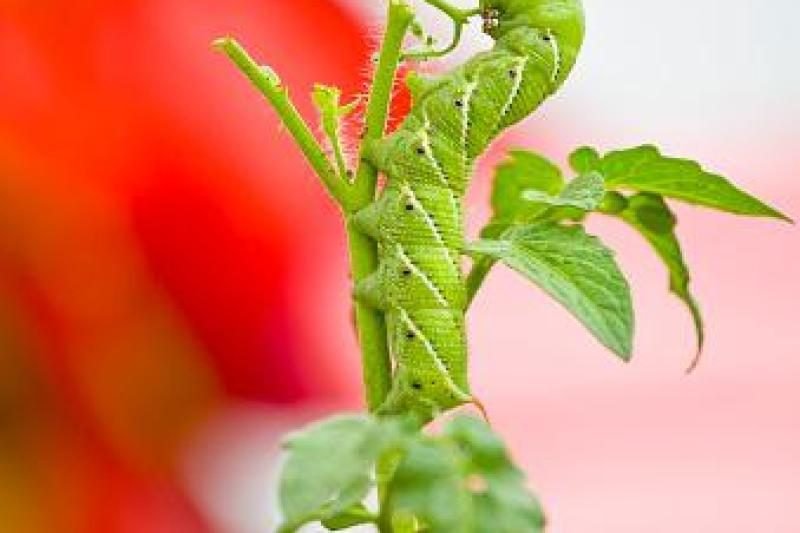 What Are Hornworms? How To Get Rid Of Tomato Hornworms?