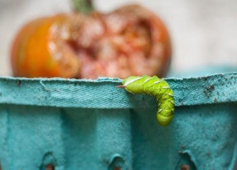 What Are Hornworms? How To Get Rid Of Tomato Hornworms?