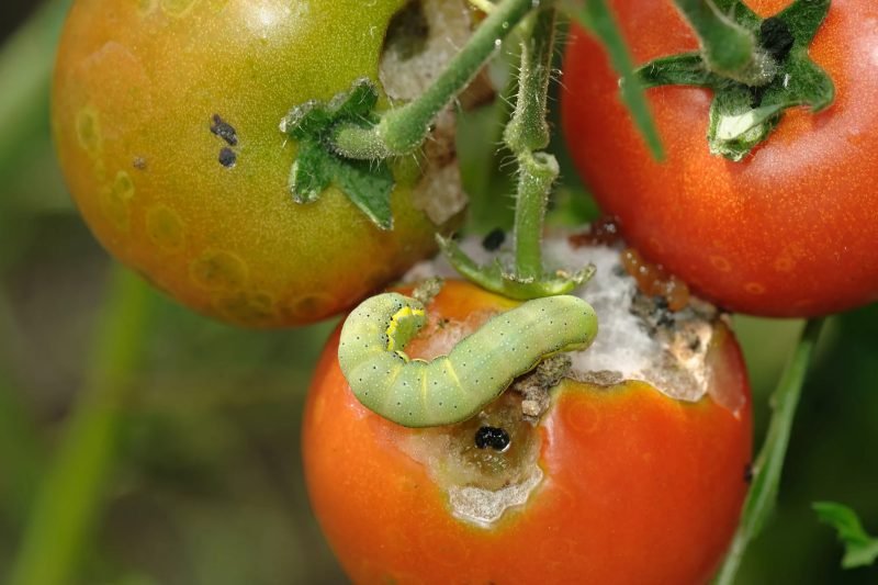 What Are Hornworms? How To Get Rid Of Tomato Hornworms?