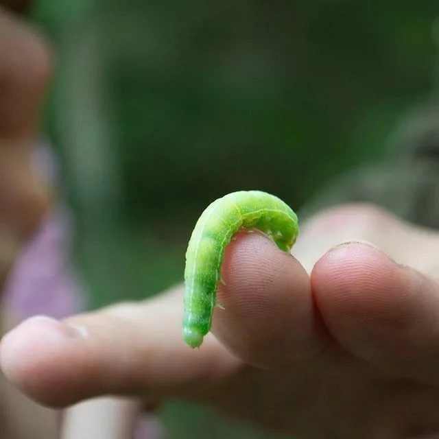 What Are Hornworms? How To Get Rid Of Tomato Hornworms?