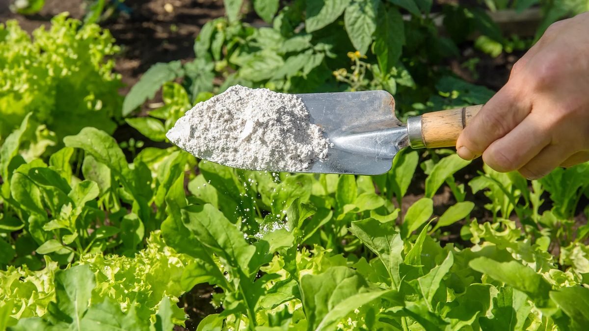 What Are Hornworms? How To Get Rid Of Tomato Hornworms?