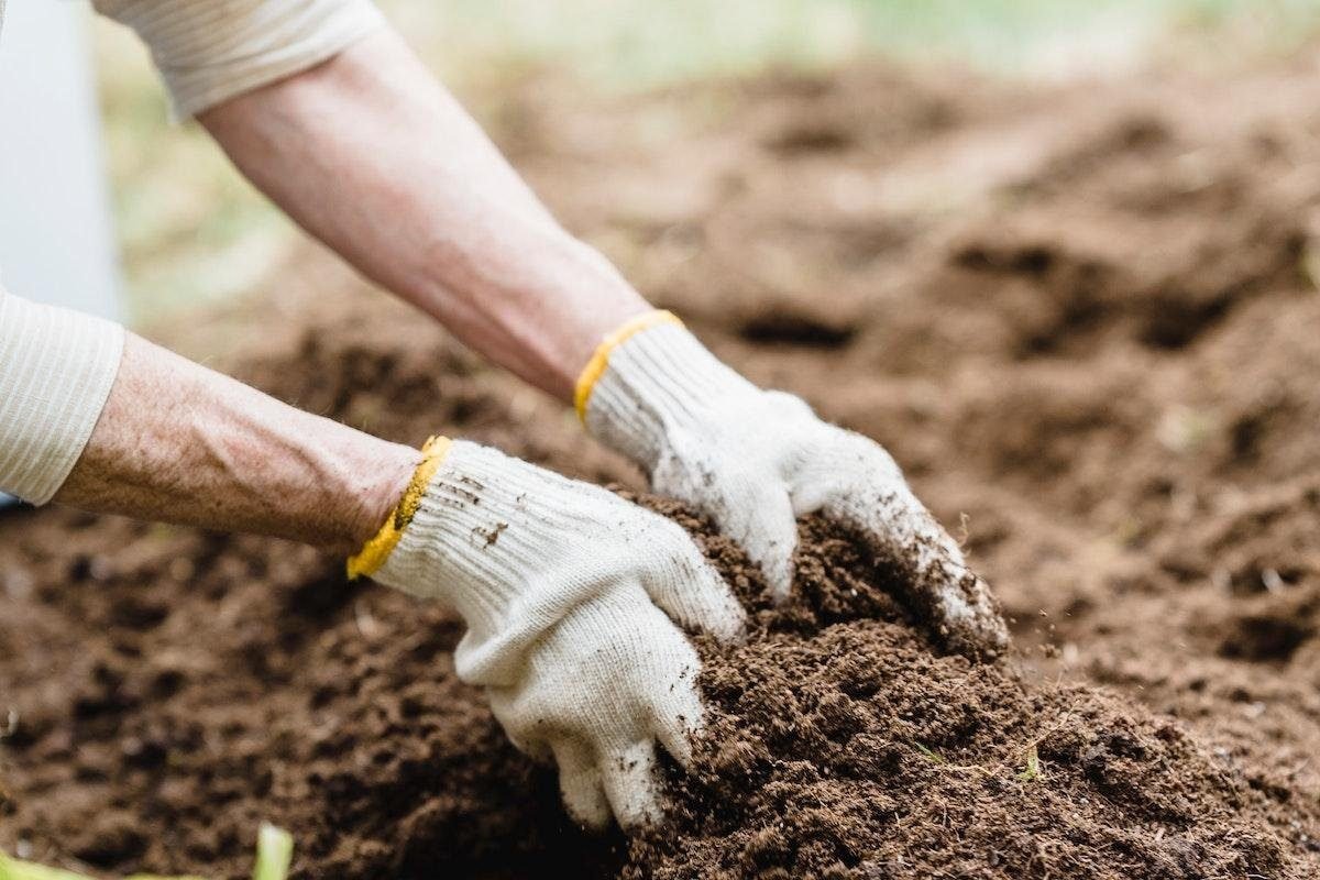 Top 8 Ways To Fertilize Your Tomato Plants For Best Harvest Yet